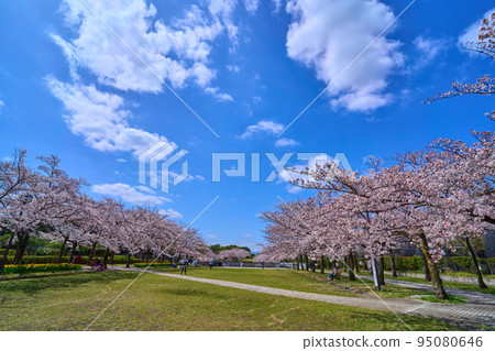 東京多摩市落合多摩中央公園富士見街上的一排櫻花樹 東京多摩市落合多摩中央公園富士見街上的一排櫻花樹 95080646
