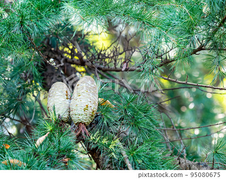 Autumn scenery with huge Himalayan cedar pine cones Autumn scenery with huge Himalayan cedar pine cones 95080675