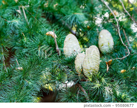 Autumn scenery with huge Himalayan cedar pine cones Autumn scenery with huge Himalayan cedar pine cones 95080677