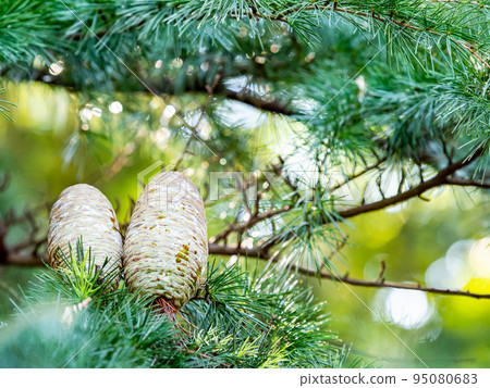 Autumn scenery with huge Himalayan cedar pine cones 95080683