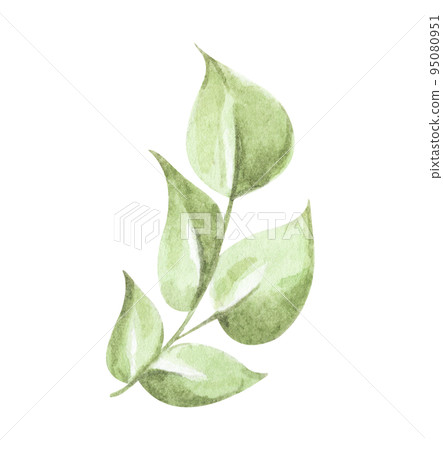 Green leaves elements. Watercolor floral illustration. 95080951