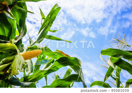 Corn cob growth in agriculture field outdoor with clouds and blue sky 95081039
