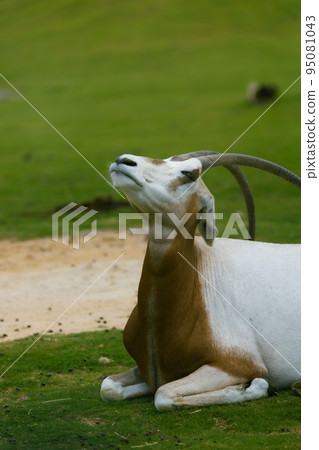 scimitar oryx sitting and looking up at the sky 95081043