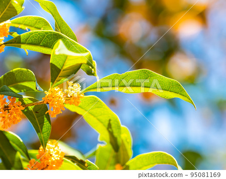 秋景藍天橙桂花 95081169