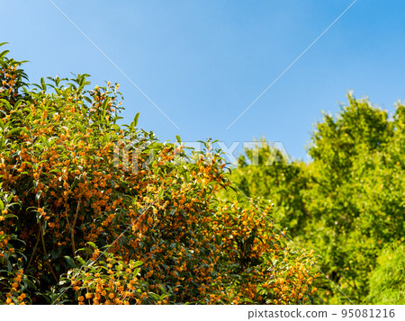 秋景藍天橙桂花 秋景藍天橙桂花 95081216