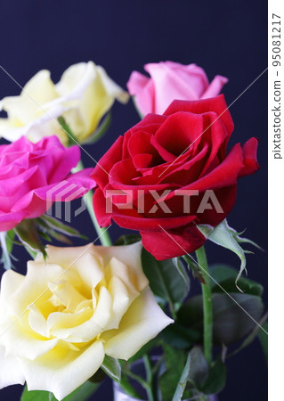 玫瑰紅奢華 玫瑰紅奢華 95081217
