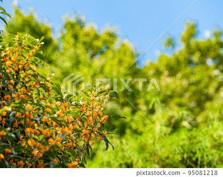 秋景藍天橙桂花 秋景藍天橙桂花 95081218