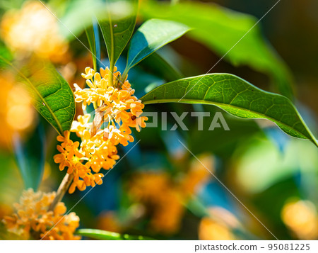 秋景桂花轉橙 95081225