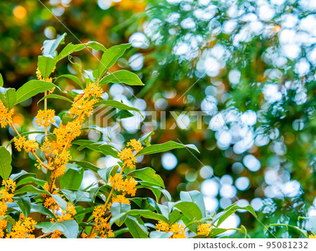 秋景藍天橙桂花 秋景藍天橙桂花 95081232