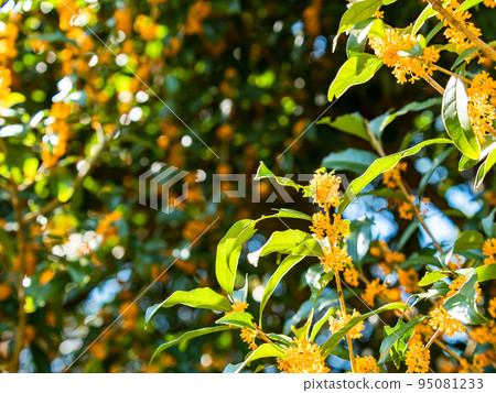 秋景藍天橙桂花 秋景藍天橙桂花 95081233
