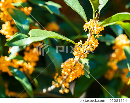 秋景桂花轉橙 秋景桂花轉橙 95081234