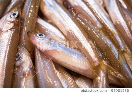 freshly harvested smelt freshly harvested smelt 95081986