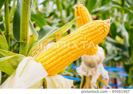 Corn cob with green leaves growth in agriculture field outdoor 95081987