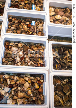 Domestic clams lined up at the fish market 95081991