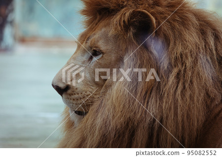 Himeji Central Park Lion 95082552