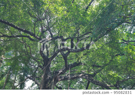 a Bottom view of tree trunk to green leaves of big tree 95082831