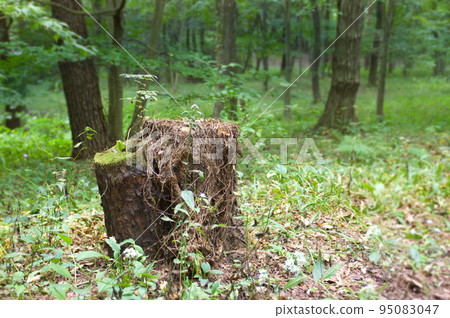 Stump with sprouts (forest background) Stump with sprouts (forest background) 95083047