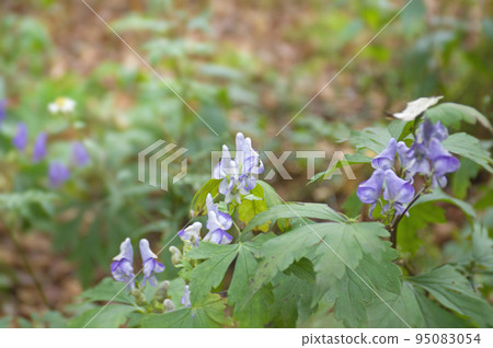 烏頭紫色花（附子） 95083054