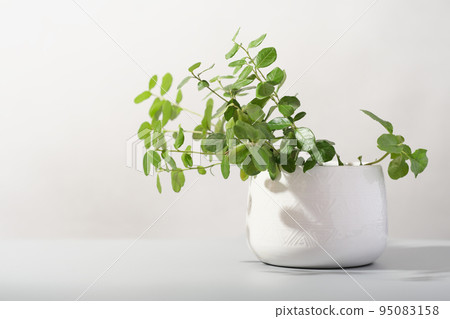 minimal home decor with green plants. lingonberry leaves growing in white flowerpot. green house decoration, home plants 95083158