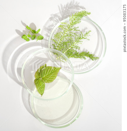natural cosmetic research in a laboratory, petri dishes with medium, green leaves. test for efficiency in vitro, bio science, organic skin care products. Flat lay, top view natural cosmetic research in a laboratory, petri dishes with medium, green leaves. test for efficiency in vitro, bio science, organic skin care products. Flat lay, top view 95083175