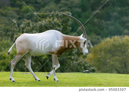 Himeji Central Park Shiro Orix Himeji Central Park Shiro Orix 95083307