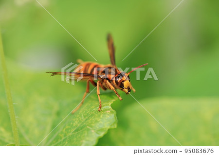 Yellow hornet ⑽ 95083676