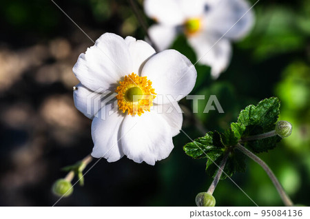 Autumn Flower Shumeigiku Autumn Flower Shumeigiku 95084136