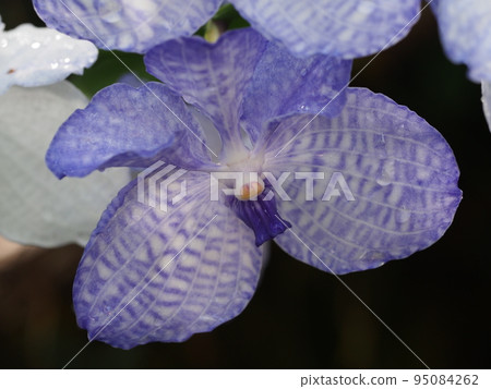 Vanda coerulea It's Hisuilan 95084262