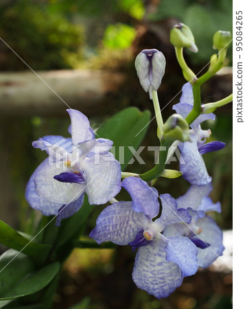 Vanda coerulea It's Hisuilan 95084265