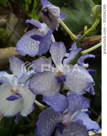 Vanda coerulea It's Hisuilan 95084266