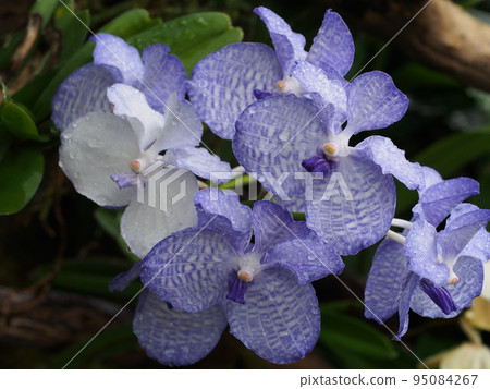 Vanda coerulea It's Hisuilan 95084267