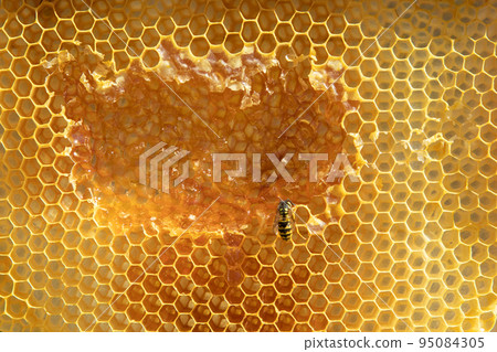 Honeycomb detail with a wasp eating the honey. 95084305