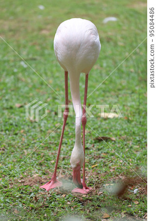 The flamingo is stand up in nature garden 95084486