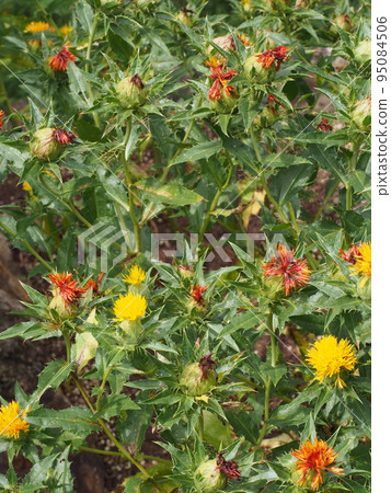 紅花作為紅色染料和食用油的原料栽培 95084506