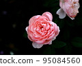 The Allenwick Rose 95084560