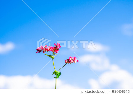 紅色蕎麥花高胺紅寶石 95084945