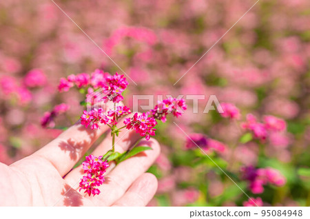 紅色的花朵 紅色的花朵 95084948