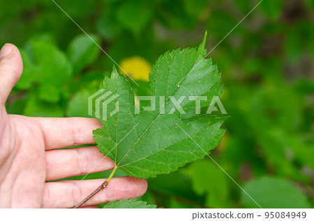 Mulberry leaves Mulberry leaves 95084949
