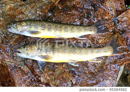 I took a picture of a char of the Maki River, a tributary of the Katsura River, lying on a stone. 95084982