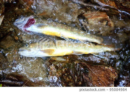 Iwana caught at the uppermost reaches of the Maki River 95084984