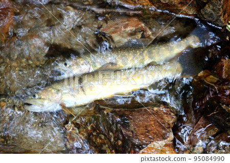 I took a picture of a char of the Maki River, a tributary of the Katsura River, lying on a stone. I took a picture of a char of the Maki River, a tributary of the Katsura River, lying on a stone. 95084990