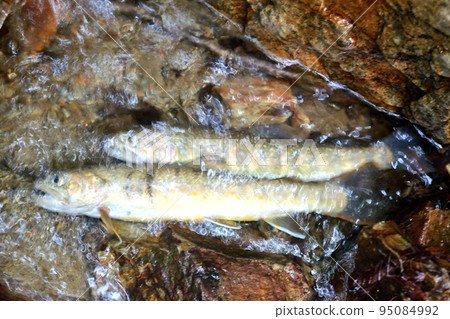 Iwana caught at the uppermost reaches of the Maki River Iwana caught at the uppermost reaches of the Maki River 95084992