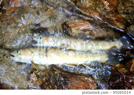 I took a picture of a char of the Maki River, a tributary of the Katsura River, lying on a stone. I took a picture of a char of the Maki River, a tributary of the Katsura River, lying on a stone. 95085014