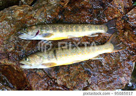 I took a picture of a char of the Maki River, a tributary of the Katsura River, lying on a stone. I took a picture of a char of the Maki River, a tributary of the Katsura River, lying on a stone. 95085017