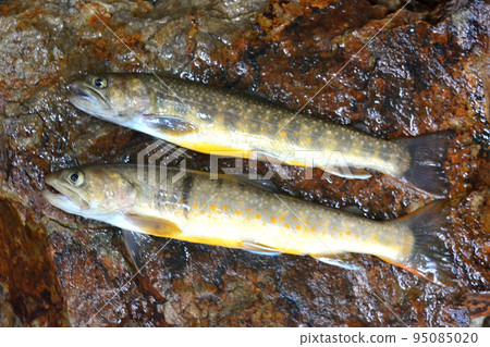 Iwana caught at the uppermost reaches of the Maki River 95085020