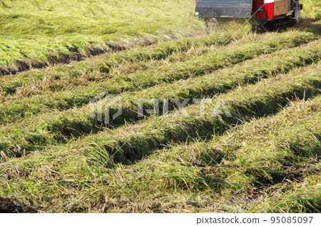 Scene of skillfully operating a high-performance Japanese combine harvester to skillfully reap fallen rice after the typhoon season. Scene of skillfully operating a high-performance Japanese combine harvester to skillfully reap fallen rice after the typhoon season. 95085097