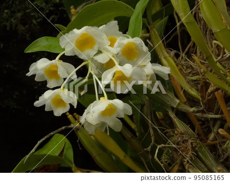 農民石斛 農民石斛是石斛的祖先 95085165