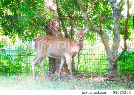 轉身的鹿 95085206