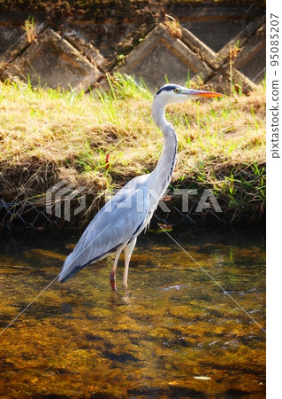 Standing beaked Standing beaked 95085207