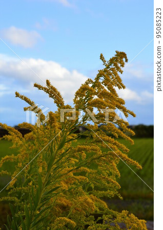 Goldenrod in the blue sky Goldenrod in the blue sky 95085223